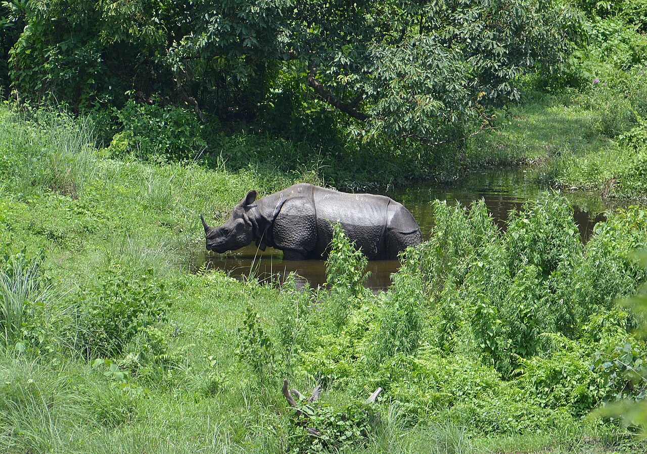 Rich wildlife sanctuaries nestled in the Himalayan foothills