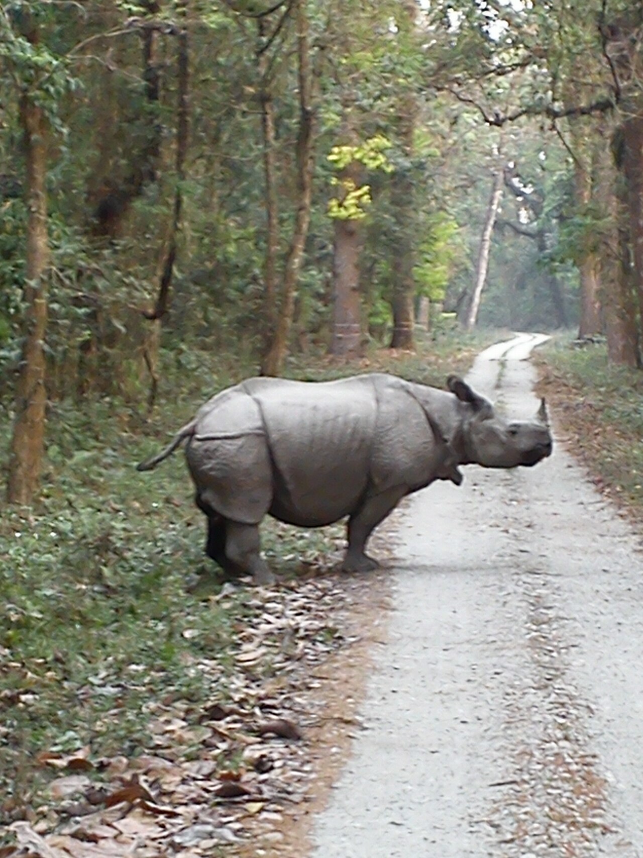 Gorumara & Jaldapara