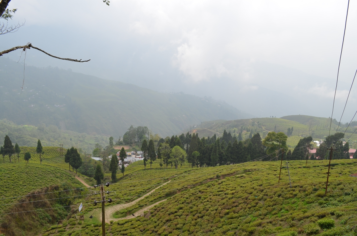 Mirik Lake & Tea Gardens